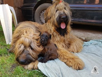 3 hetes briard kölyök